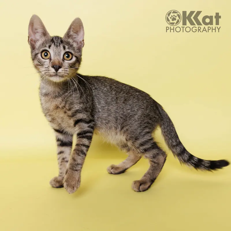 Meeps, a young male cat up for adoption