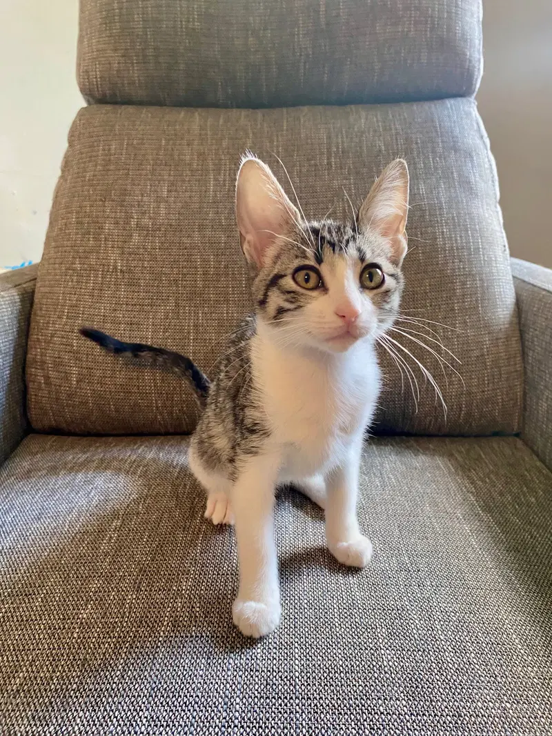 Siena, a female Tabby kitten up for adoption