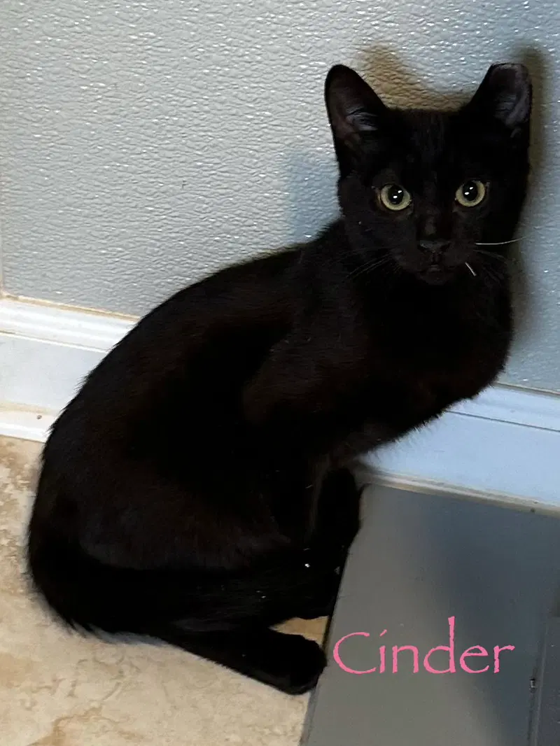 Cinder, photo 2