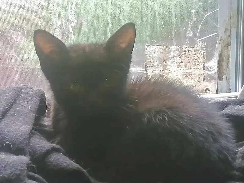 Noctus, photo 2