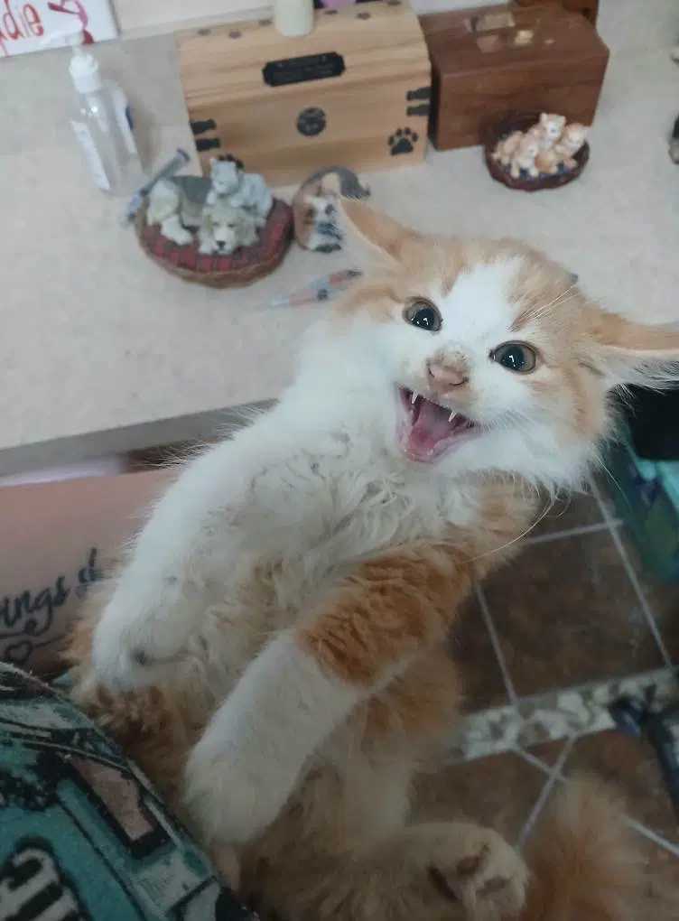 More Kittens, photo 2