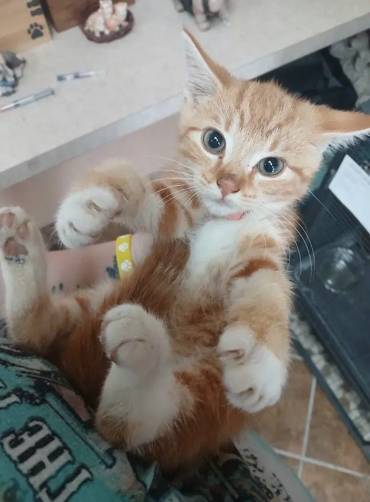 More Kittens, photo 3