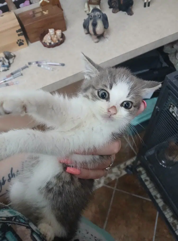 More Kittens, photo 4