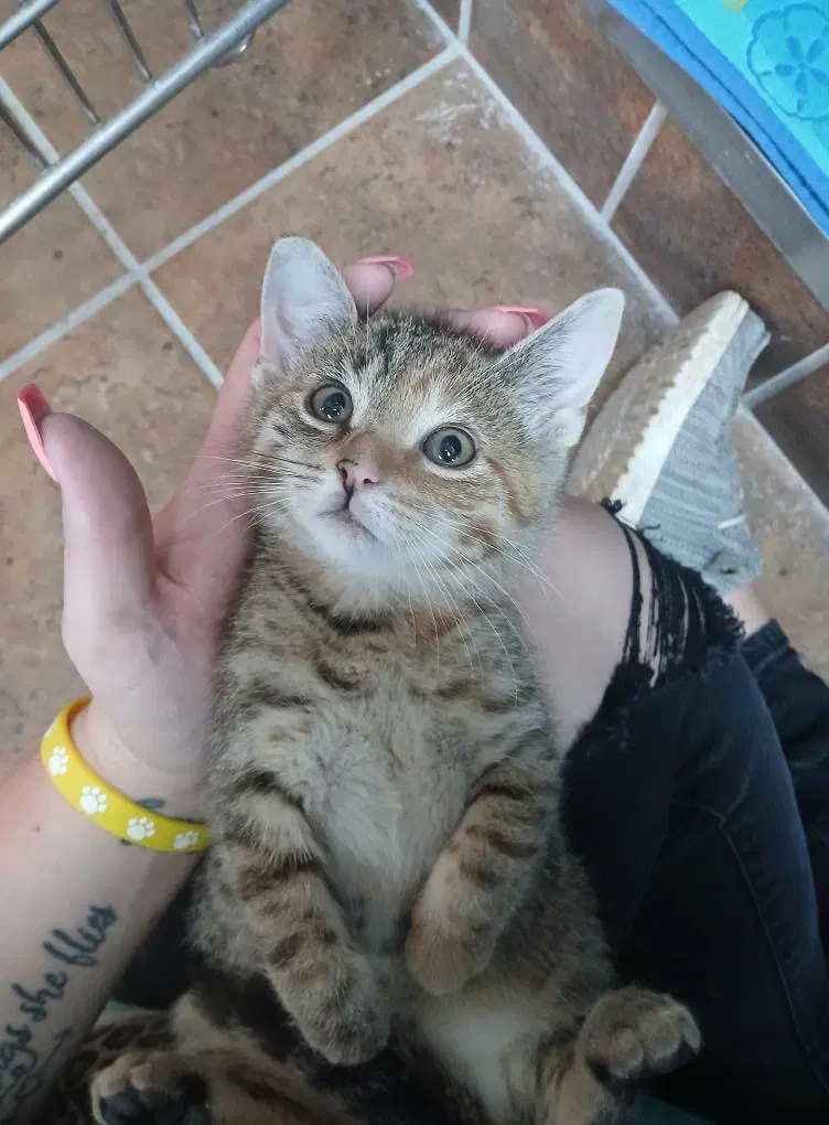 Female Kittens, photo 3