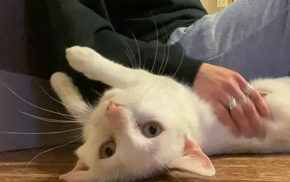 Astrea, a young female cat up for adoption