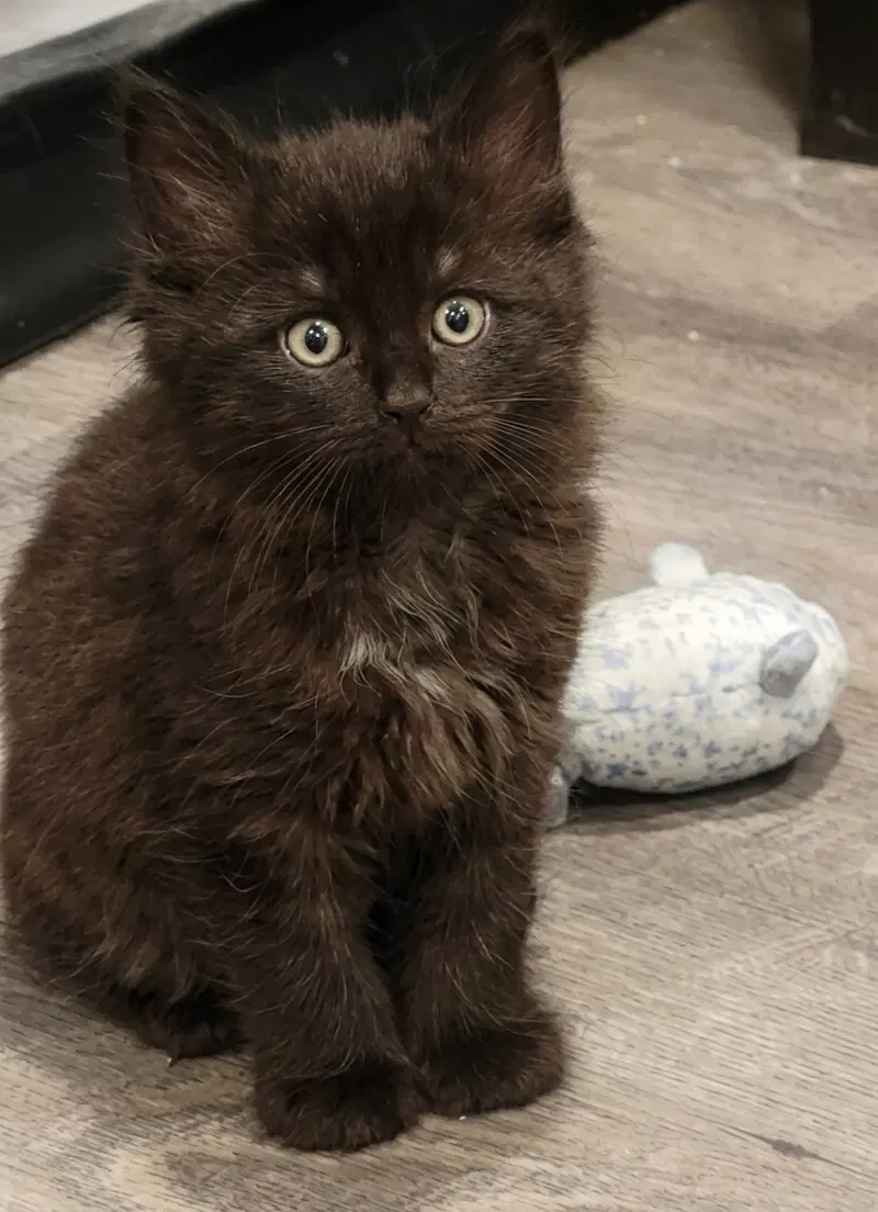 Jiji, photo 3