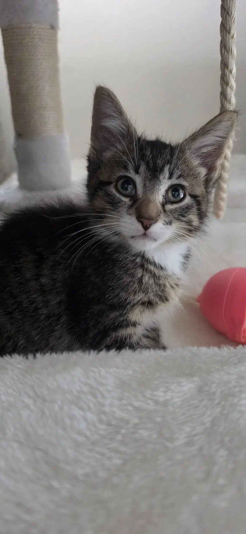 Rocky, photo 2