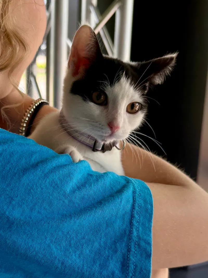 Cat, photo 6
