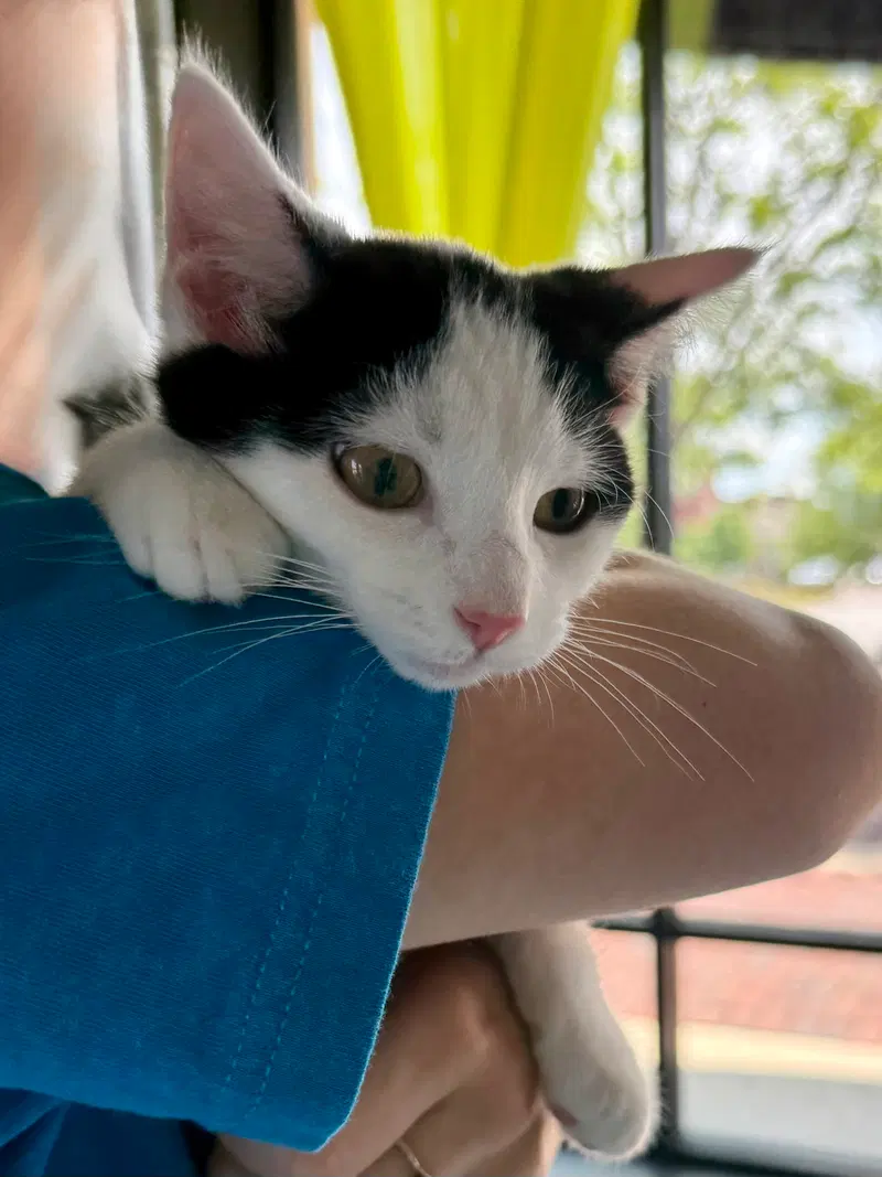 Cat, photo 5
