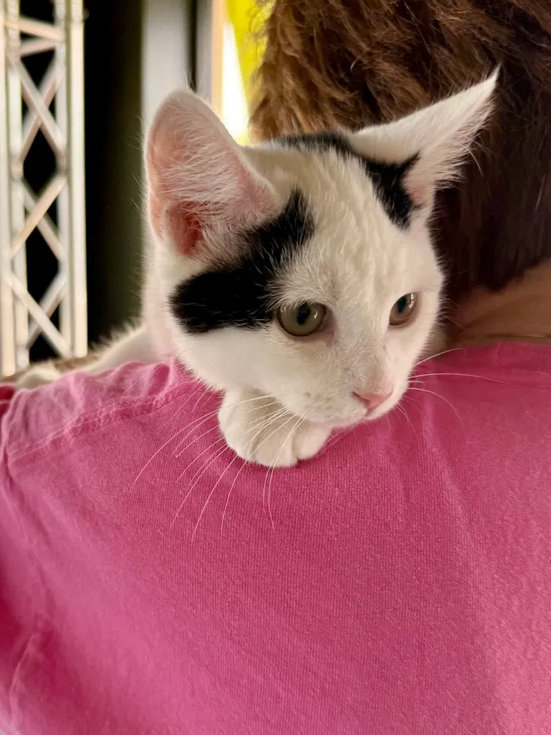 Cat, photo 5
