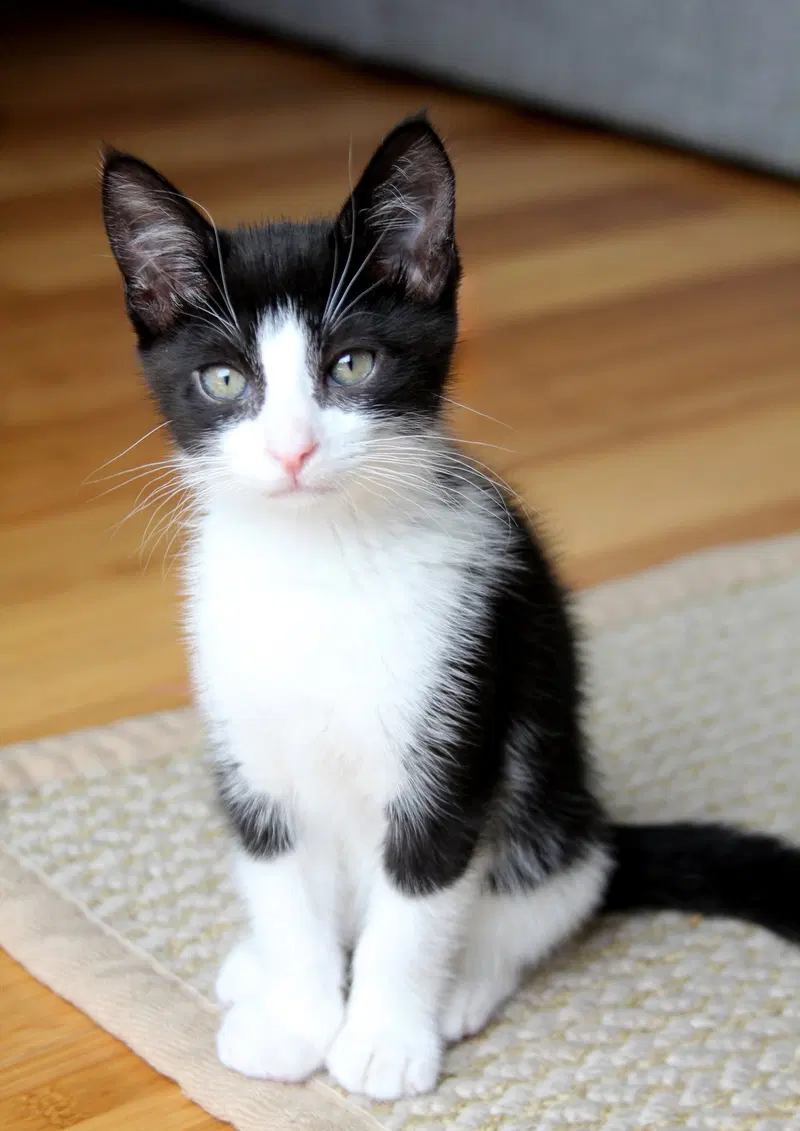 Pip II, photo 7