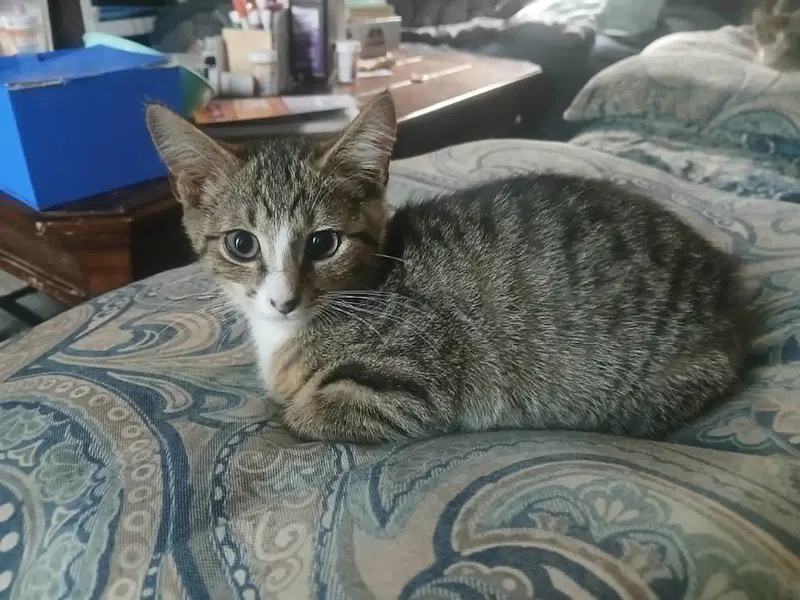 Vesper, photo 3