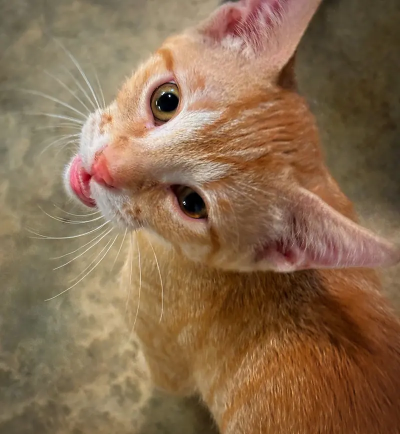 Greg, a young male cat up for adoption