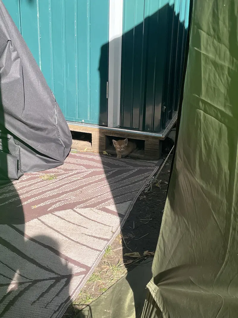 Catthew, photo 6