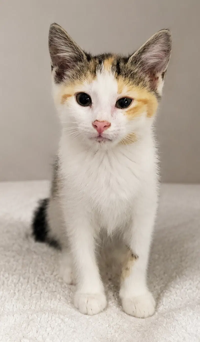 Kitten Halo, photo 2