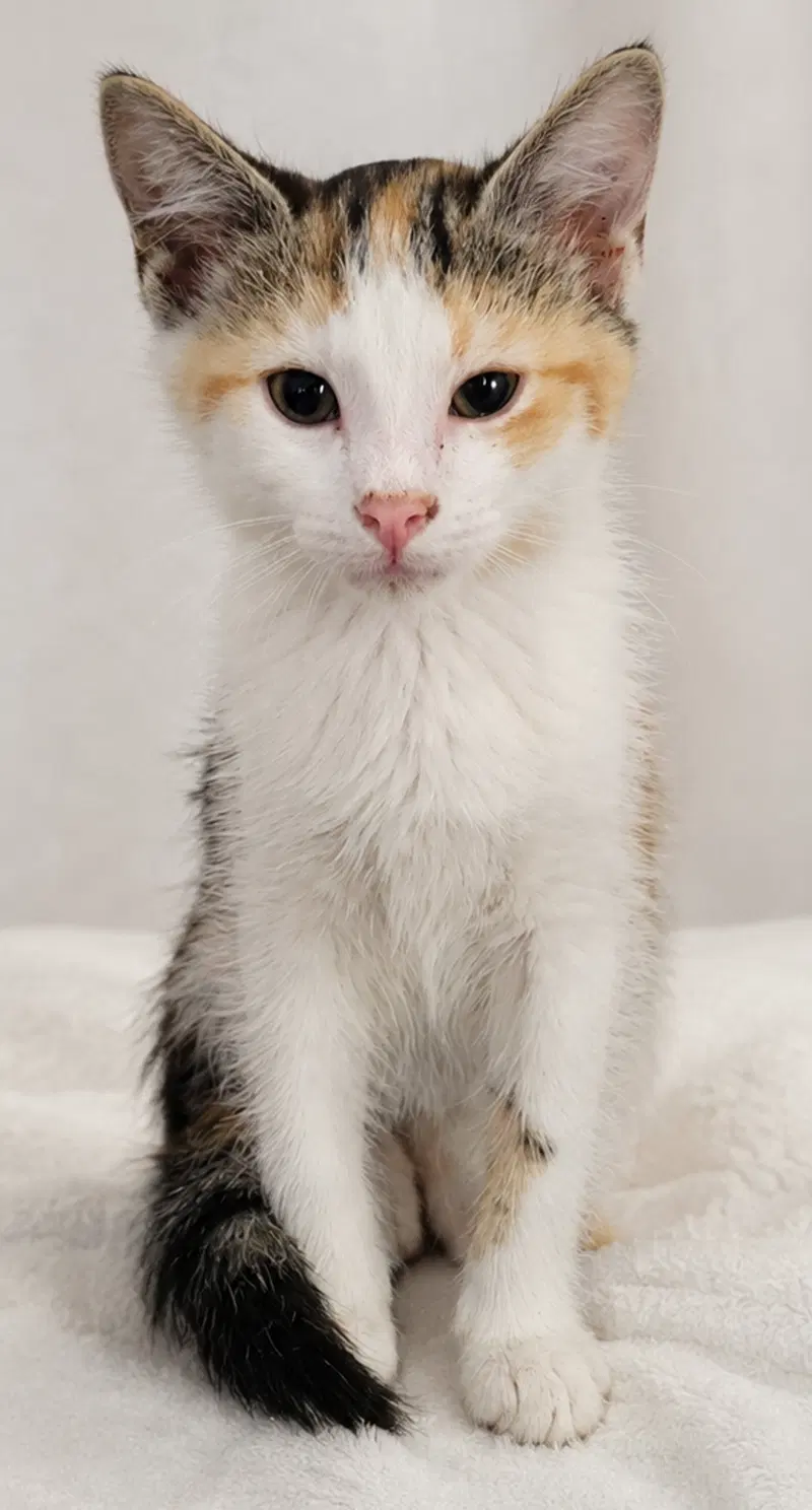 Kitten Halo, photo 4