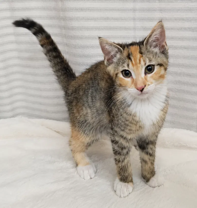 Kitten Yasso at Montrose Petsmart, photo 2