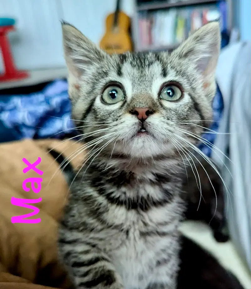 Max, photo 9