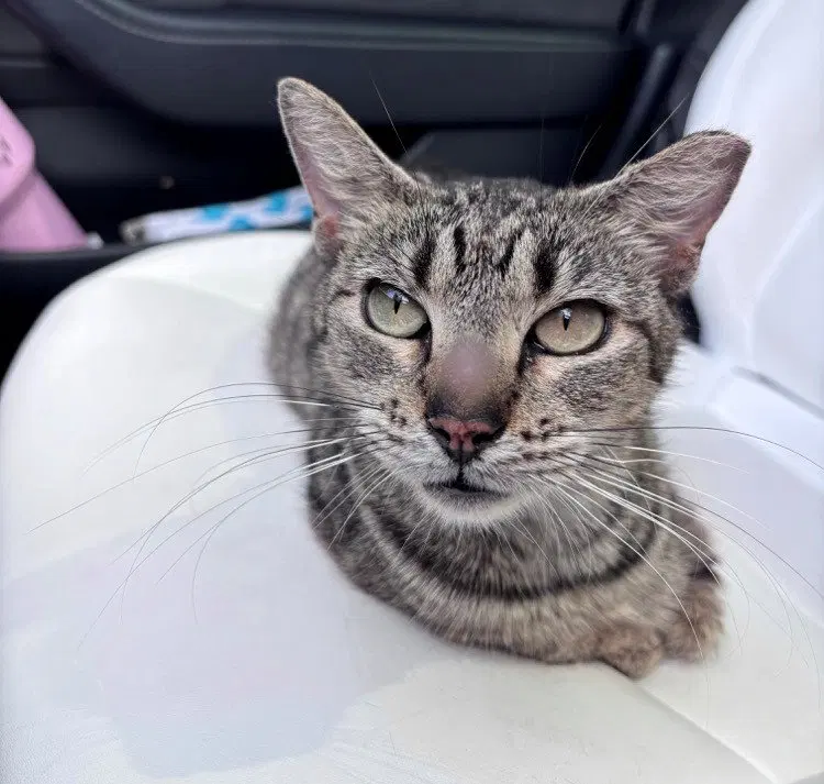 Donnie, a young female American Shorthair cat up for adoption