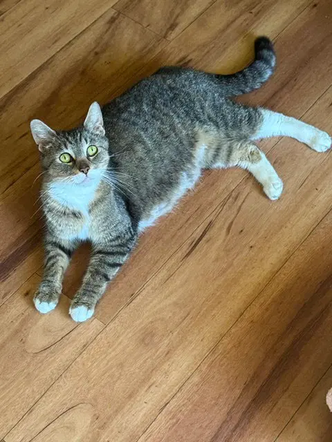 Daisy, photo 3