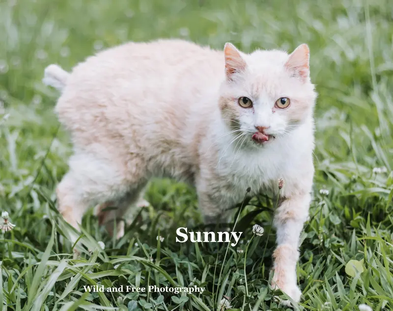 Sunny, a senior male cat up for adoption