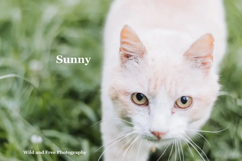 Sunny, photo 2