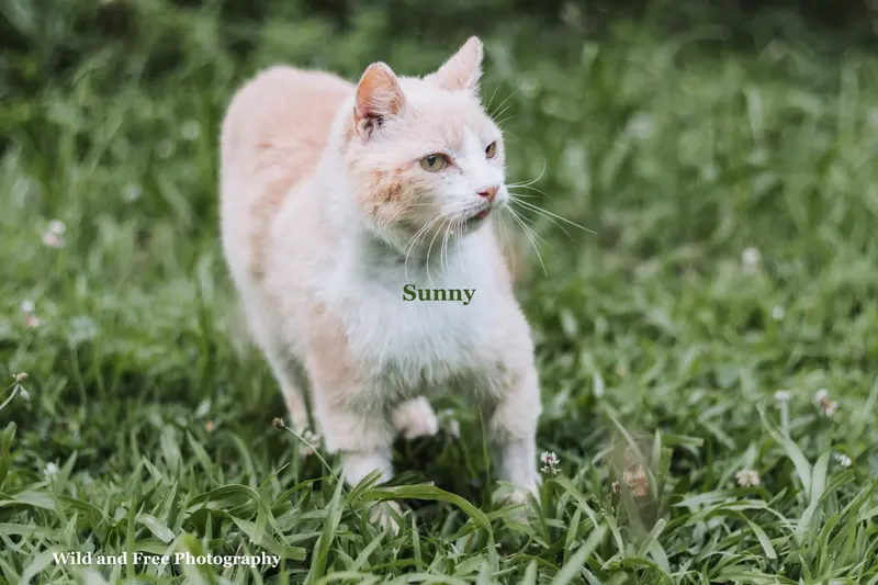 Sunny, photo 3