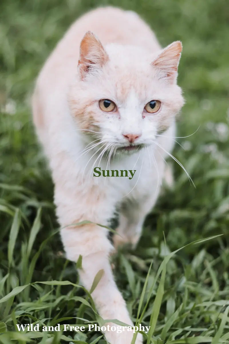 Sunny, photo 4