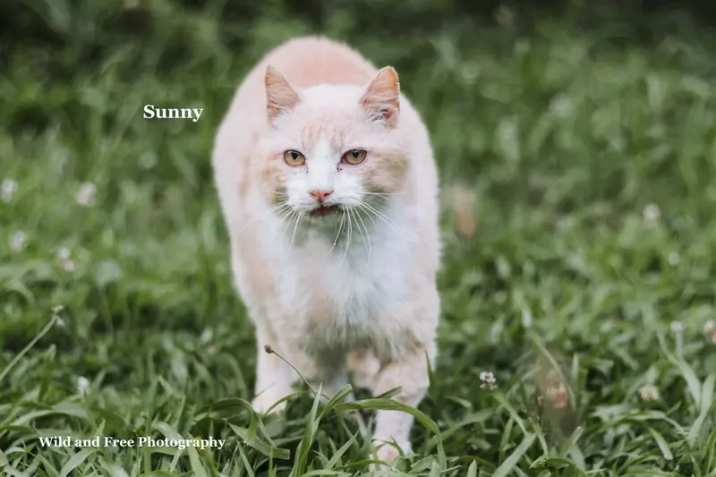 Sunny, photo 5