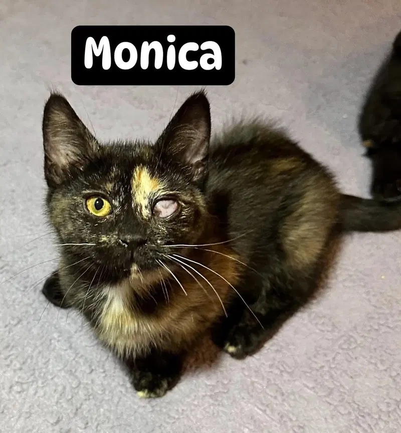 Monica, photo 2