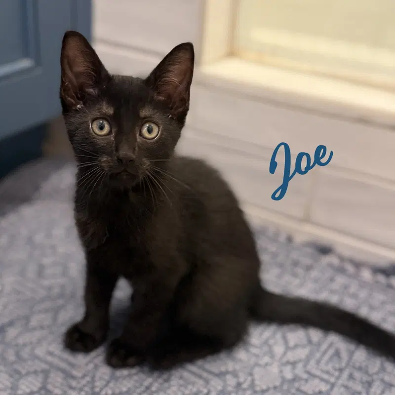 Joe, photo 5