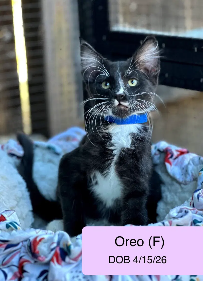 Oreo, photo 2