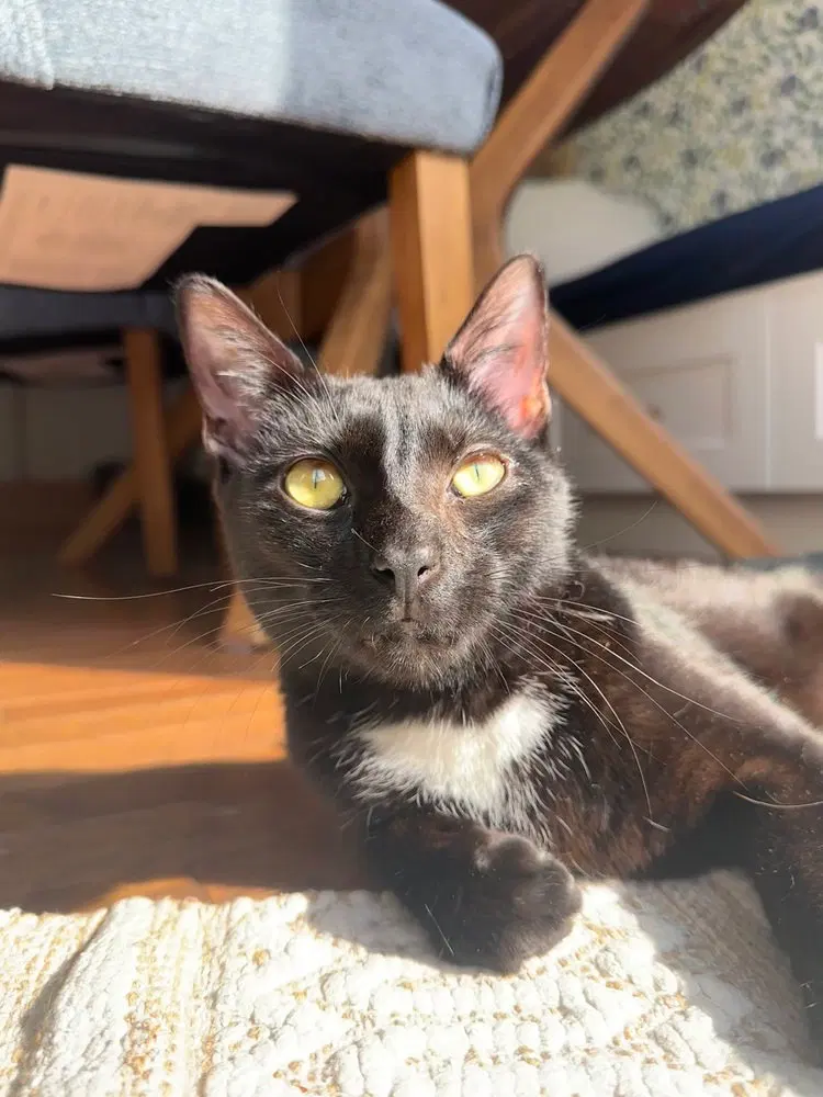 Roger, a young male cat up for adoption