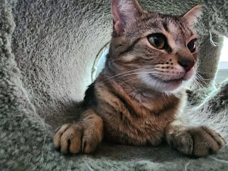 Tabitha, photo 4