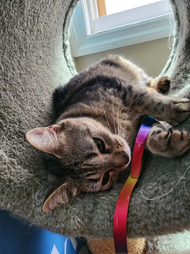 Tabitha, photo 5