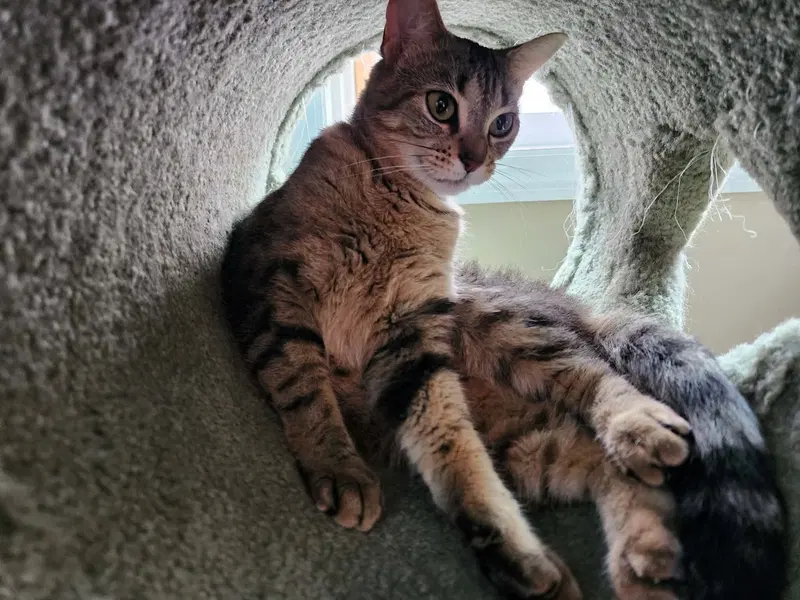 Tabitha, photo 6
