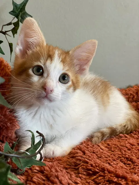 Watch the video of Ryder