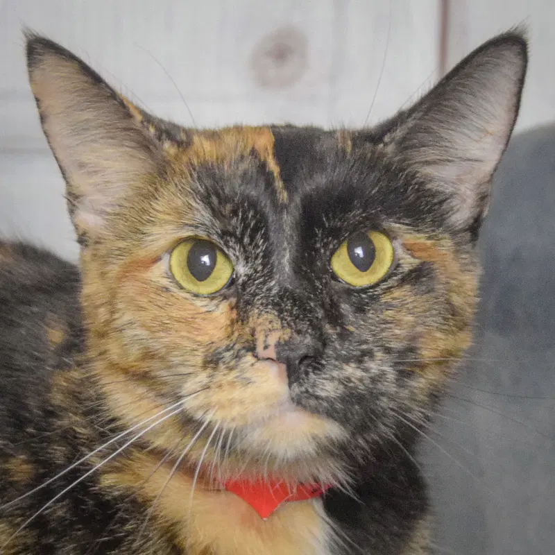 Nyla, a young female Tortoiseshell cat up for adoption