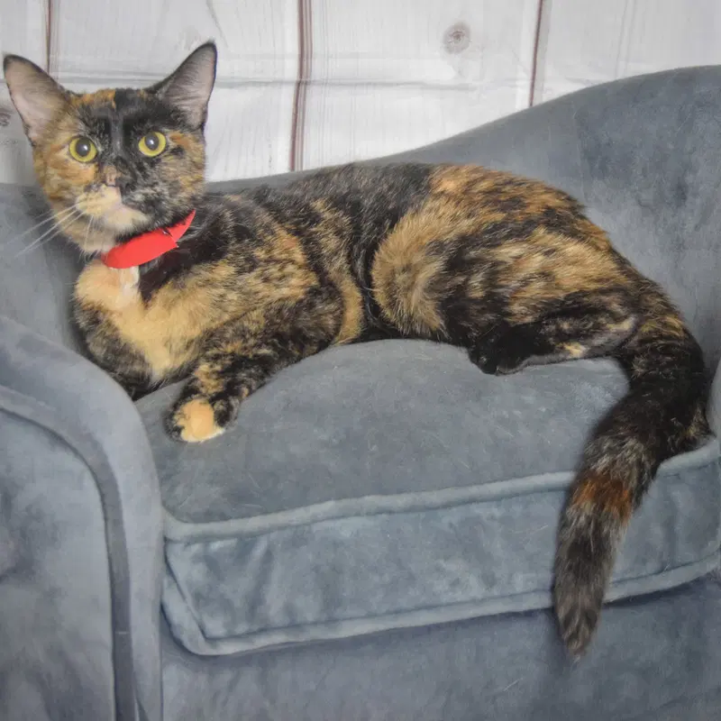 Nyla, photo 2