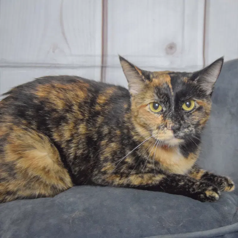 Nyla, photo 3