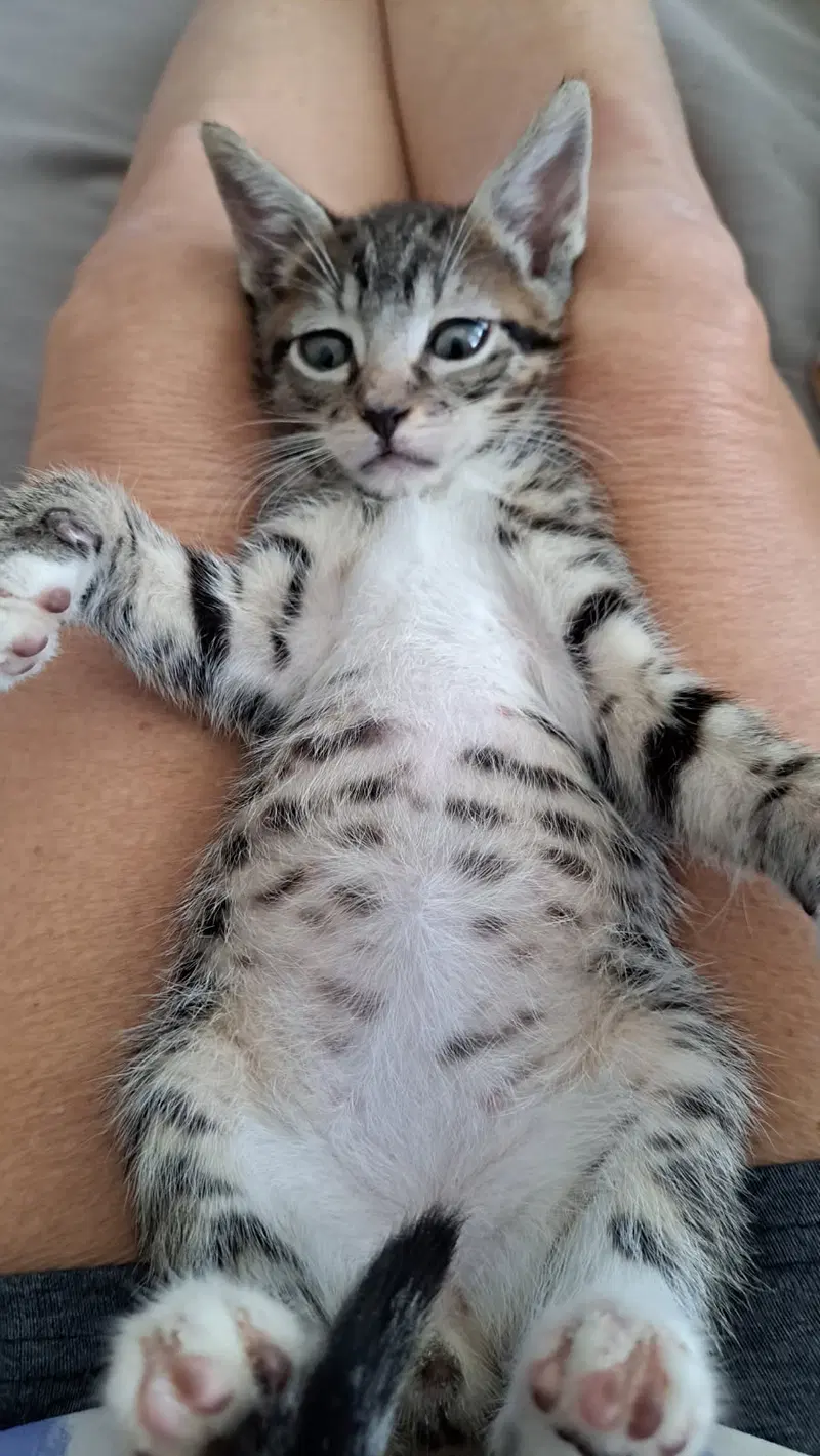 jaspurr, photo 4