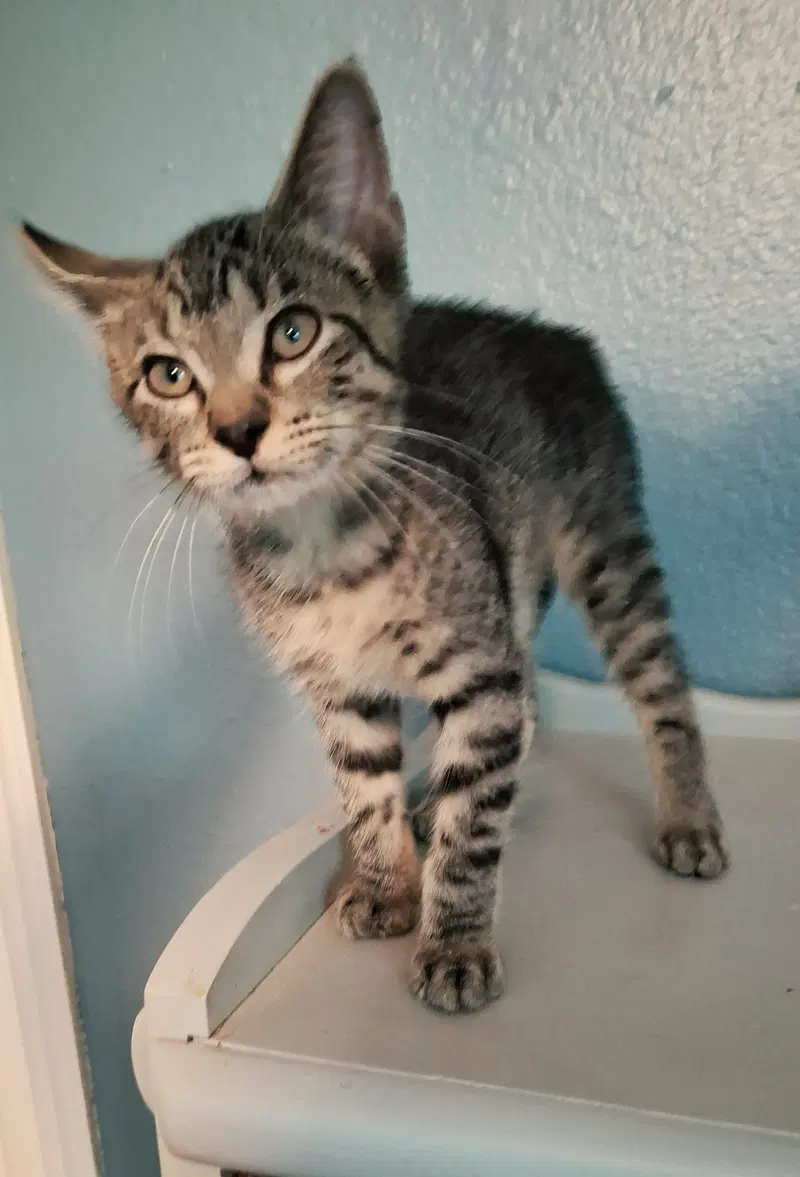 Basil, photo 2