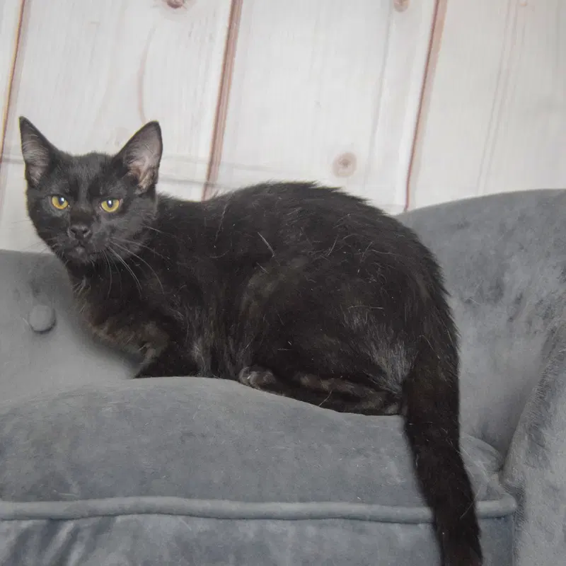 Foster, photo 2