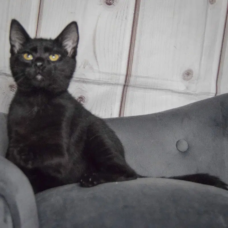 Foster, photo 3