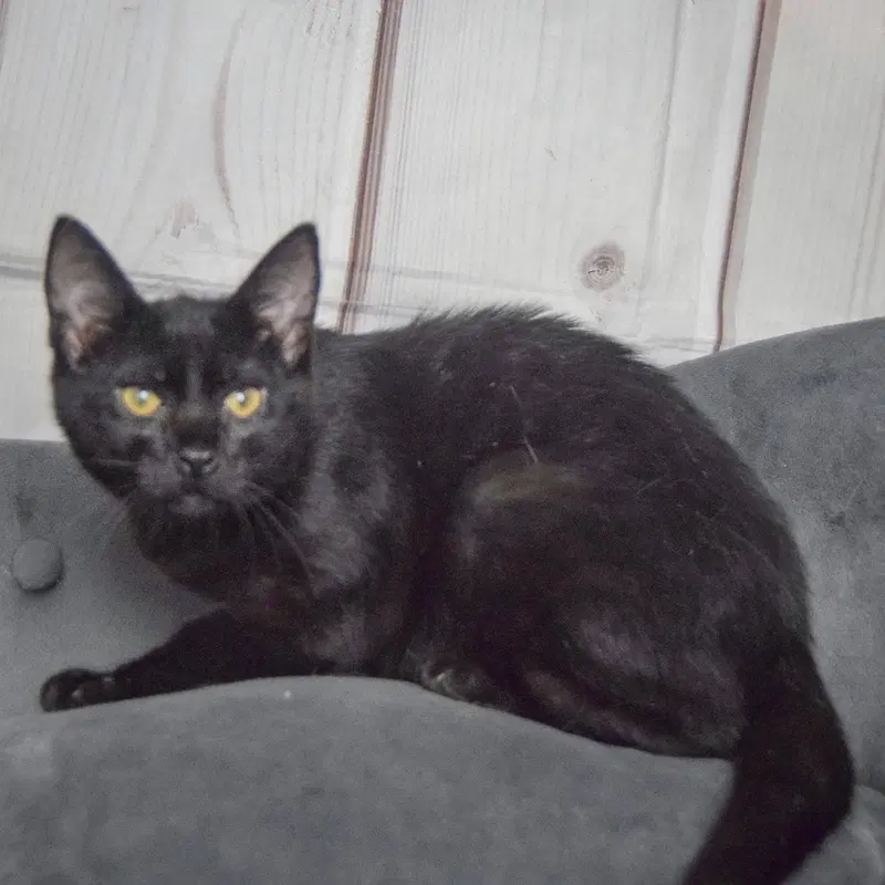 Foster, photo 4