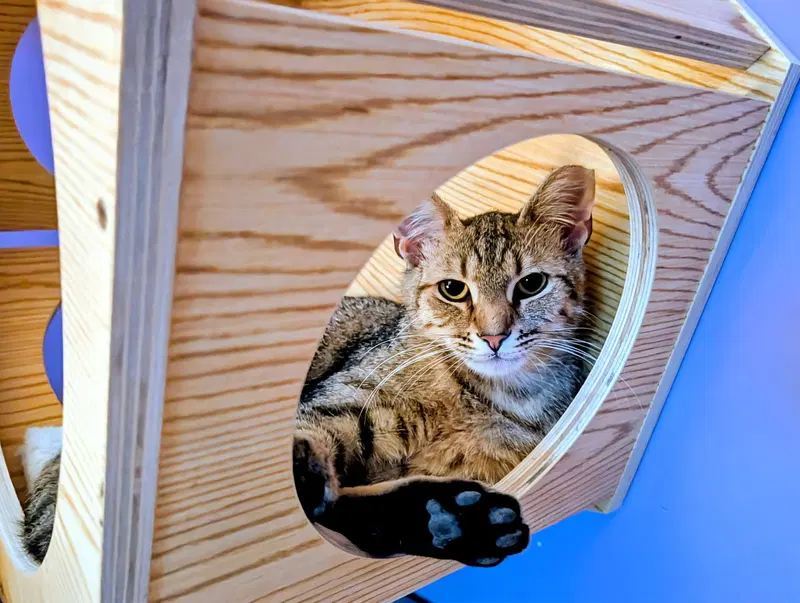 Kitten Tessa, photo 2