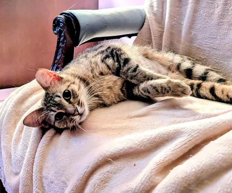 Kitten Tessa, photo 3