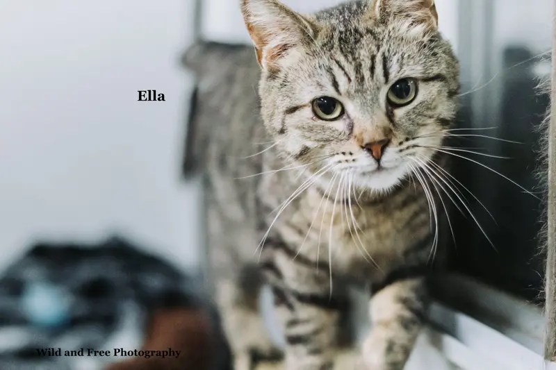 Ella, an adult female cat up for adoption