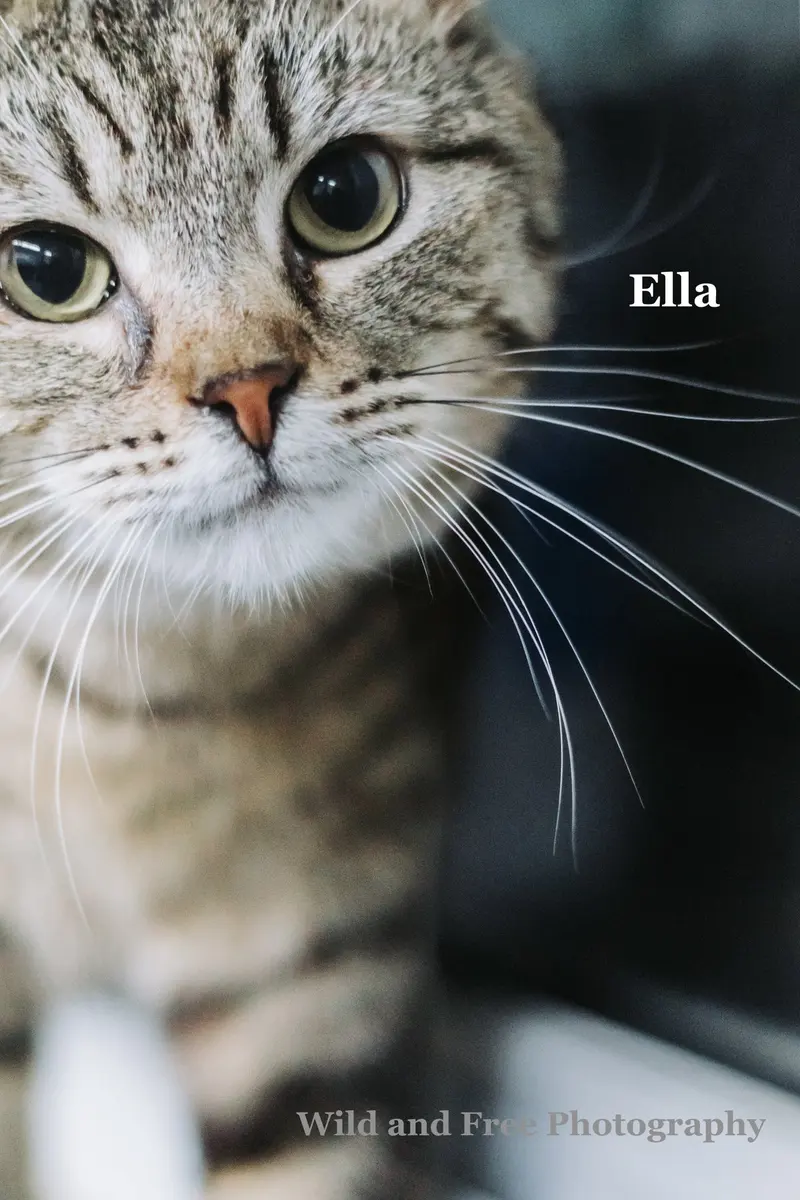 Ella, photo 3