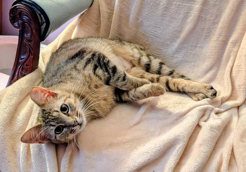 Kitten Tessa, photo 4